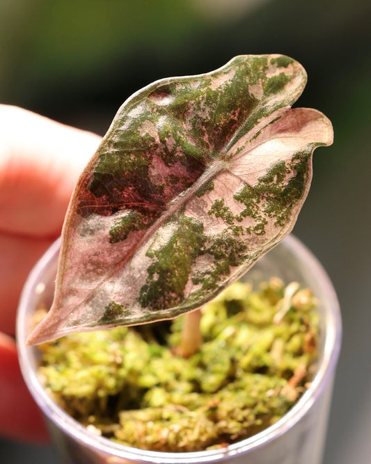 Alocasia pseudosanderiana Pink Variegated baby plant with its first leaf, exact plant for sale