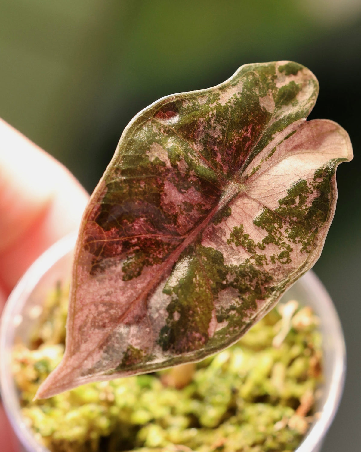 Close-up of pink and green variegation on the first leaf, exact plant for sale