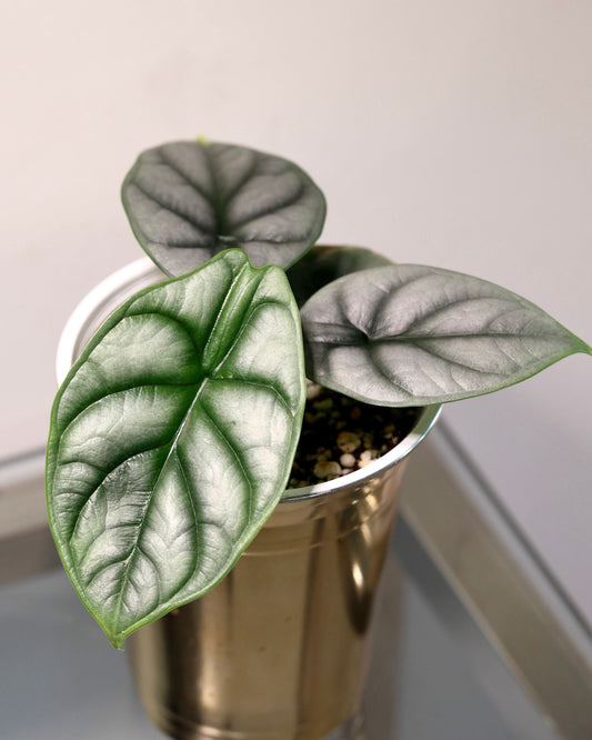 Alocasia Silver Dragon, exact plant for sale, view 1