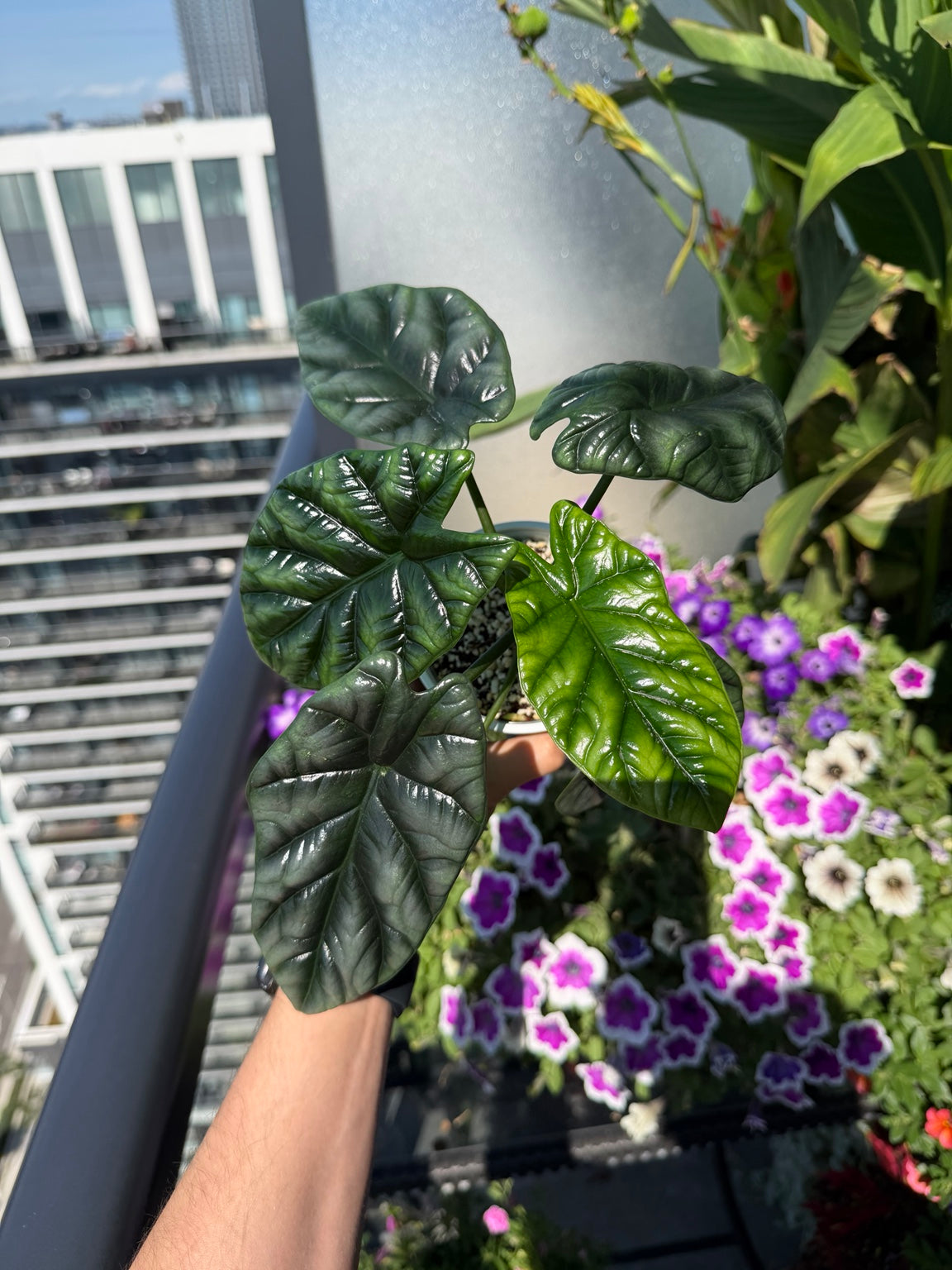 Alocasia Sinuata mature plant with dark textured leaves