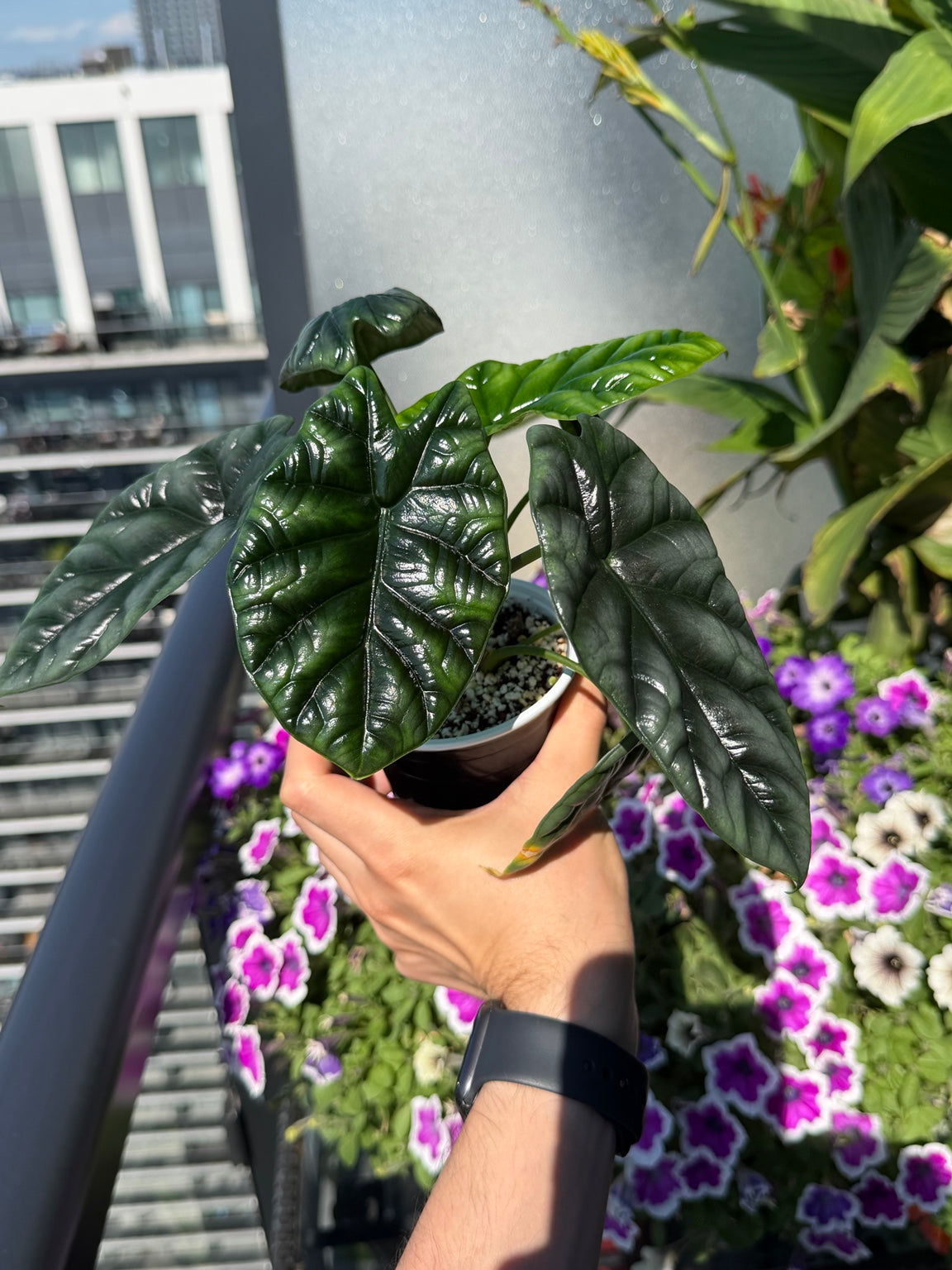 Alocasia Sinuata compact plant with glossy dark green leaves
