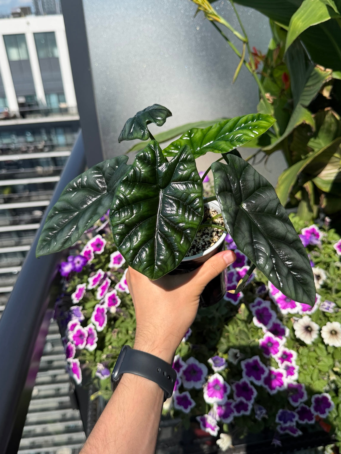 Alocasia Sinuata showing mature dark leaves and fresh green growth