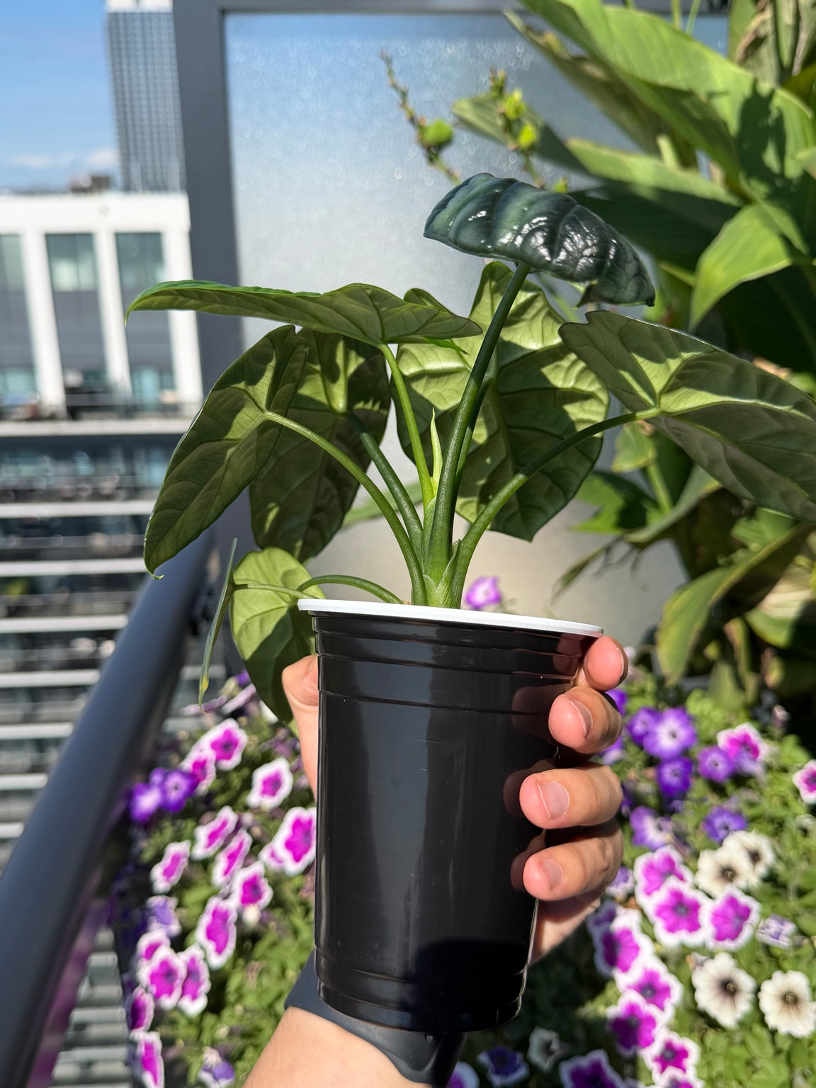 Alocasia Sinuata side view in its growing pot