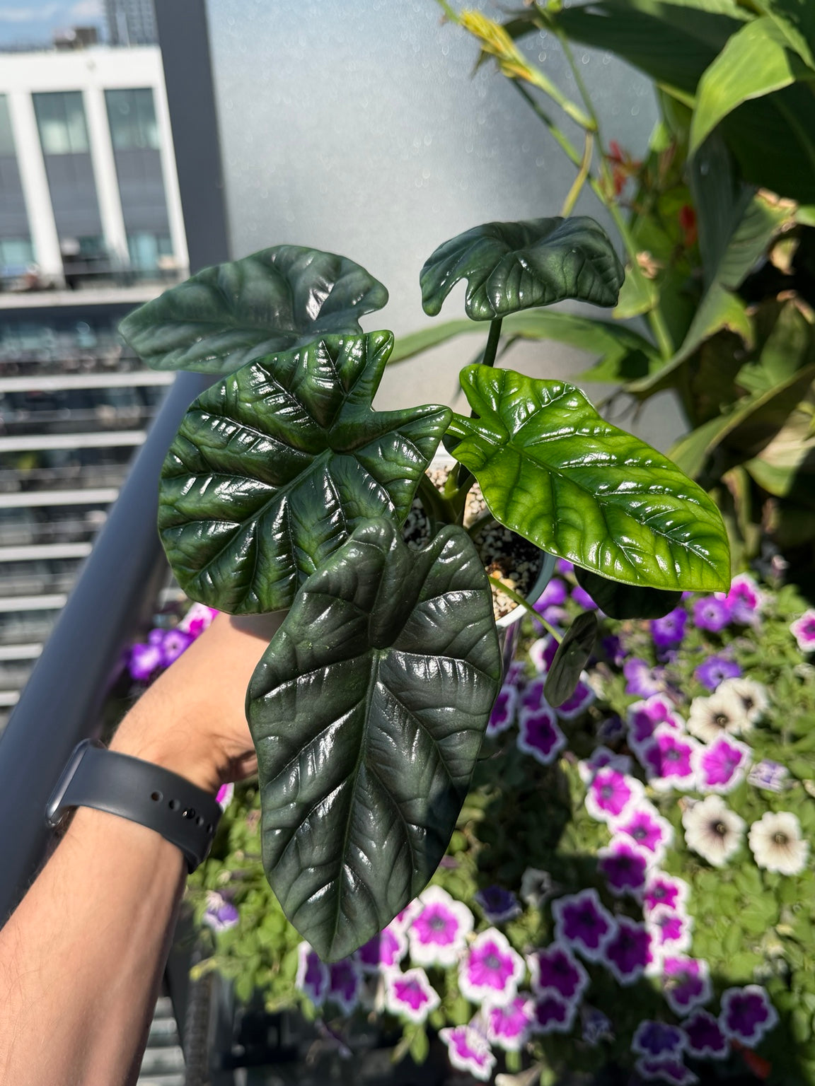 Alocasia Sinuata foliage close-up with glossy quilted leaves