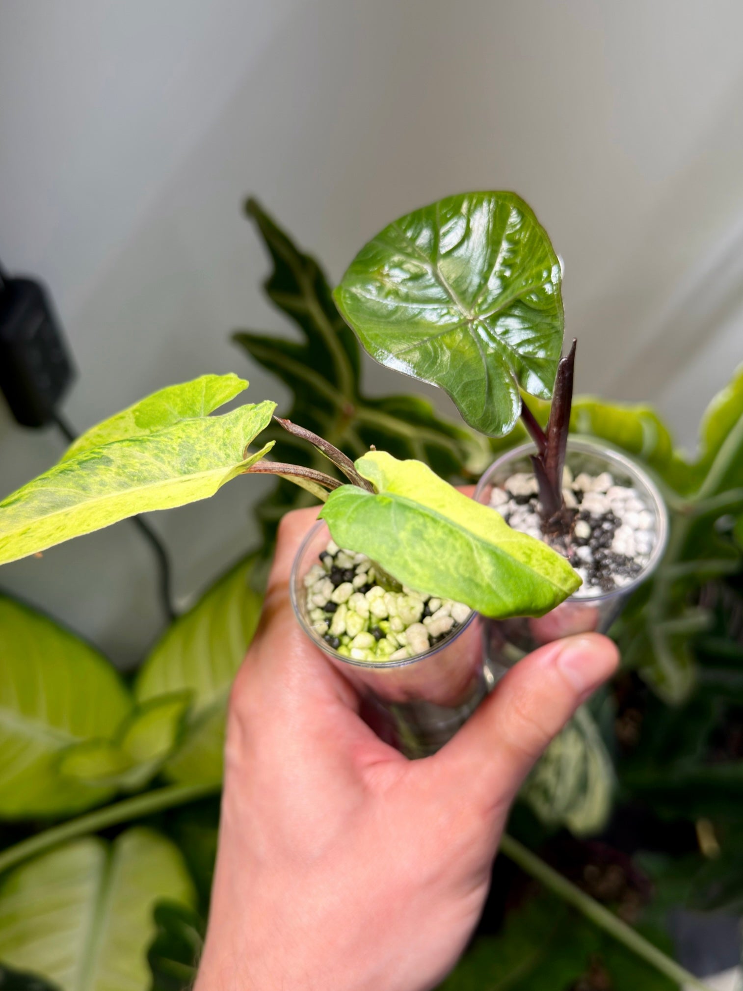 Hand holding two clear self-watering pots showing healthy Alocasia root growth and substrate. demonstrative size comparison for seedlings