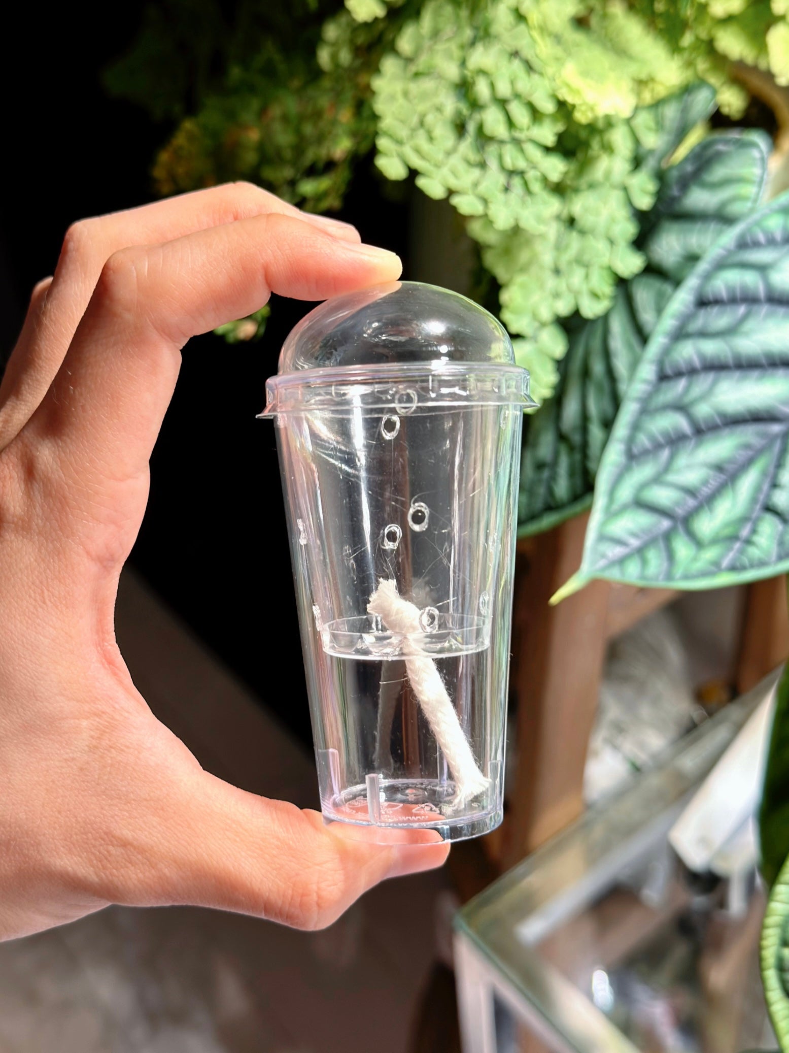 Clear self-watering pot with humidity dome for propagating Alocasia corms and starting seeds