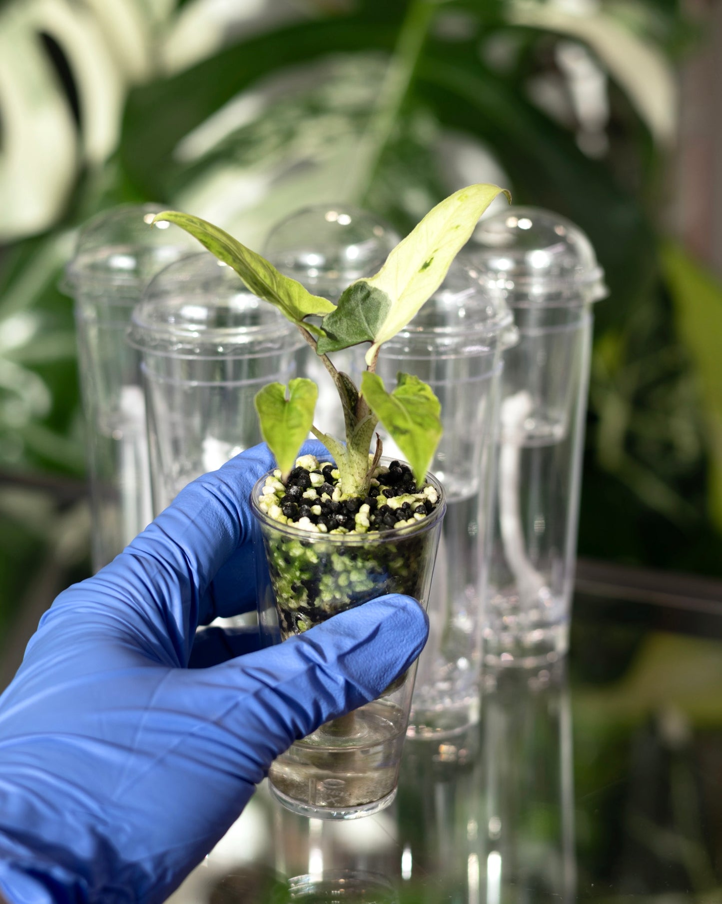 Young Alocasia plant with healthy leaves growing in Stratum substrate inside a Pro self-watering propagation cup.