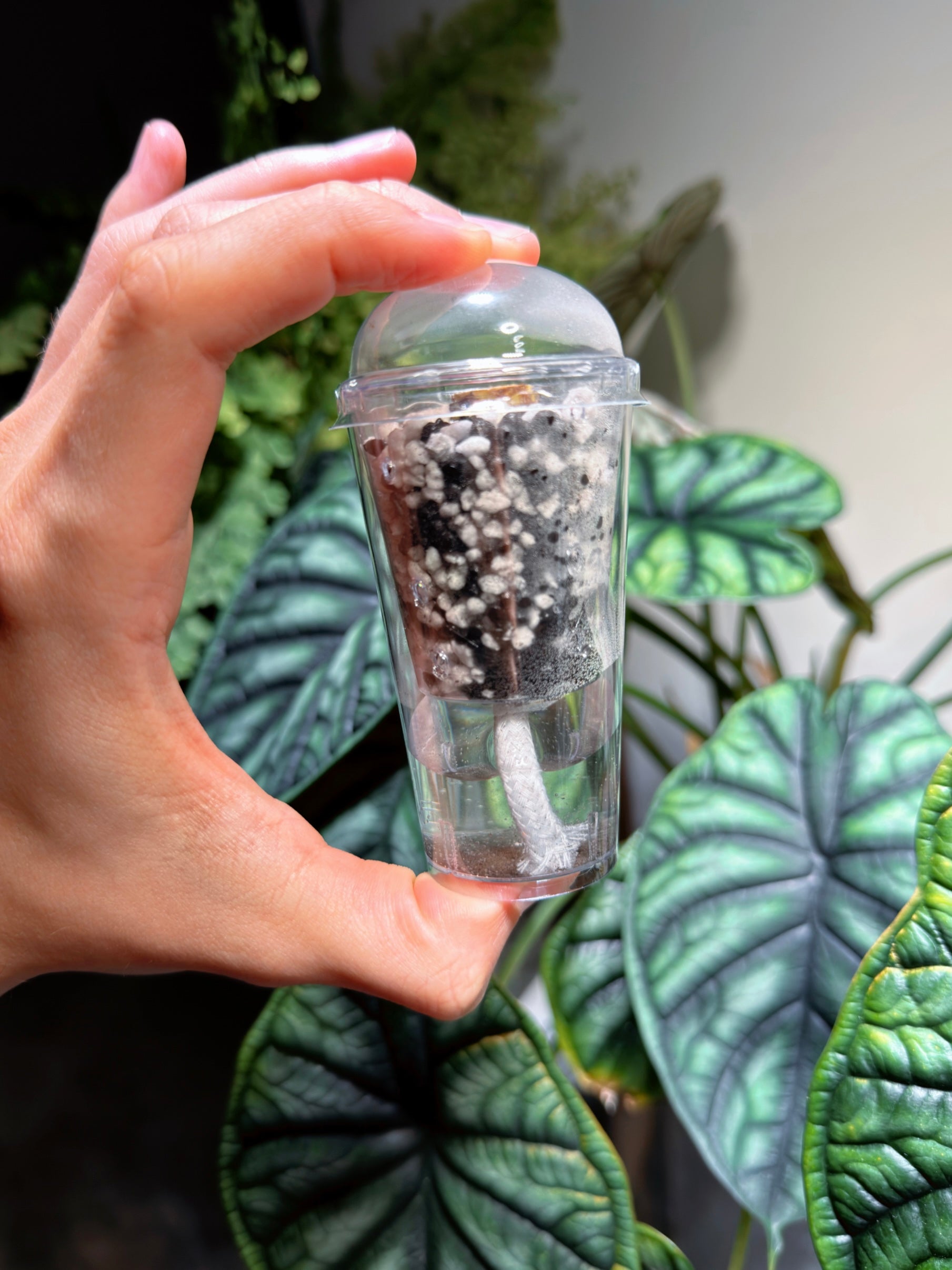 Plastic humidity dome lid to maintain moisture for high-humidity plants and seedlings