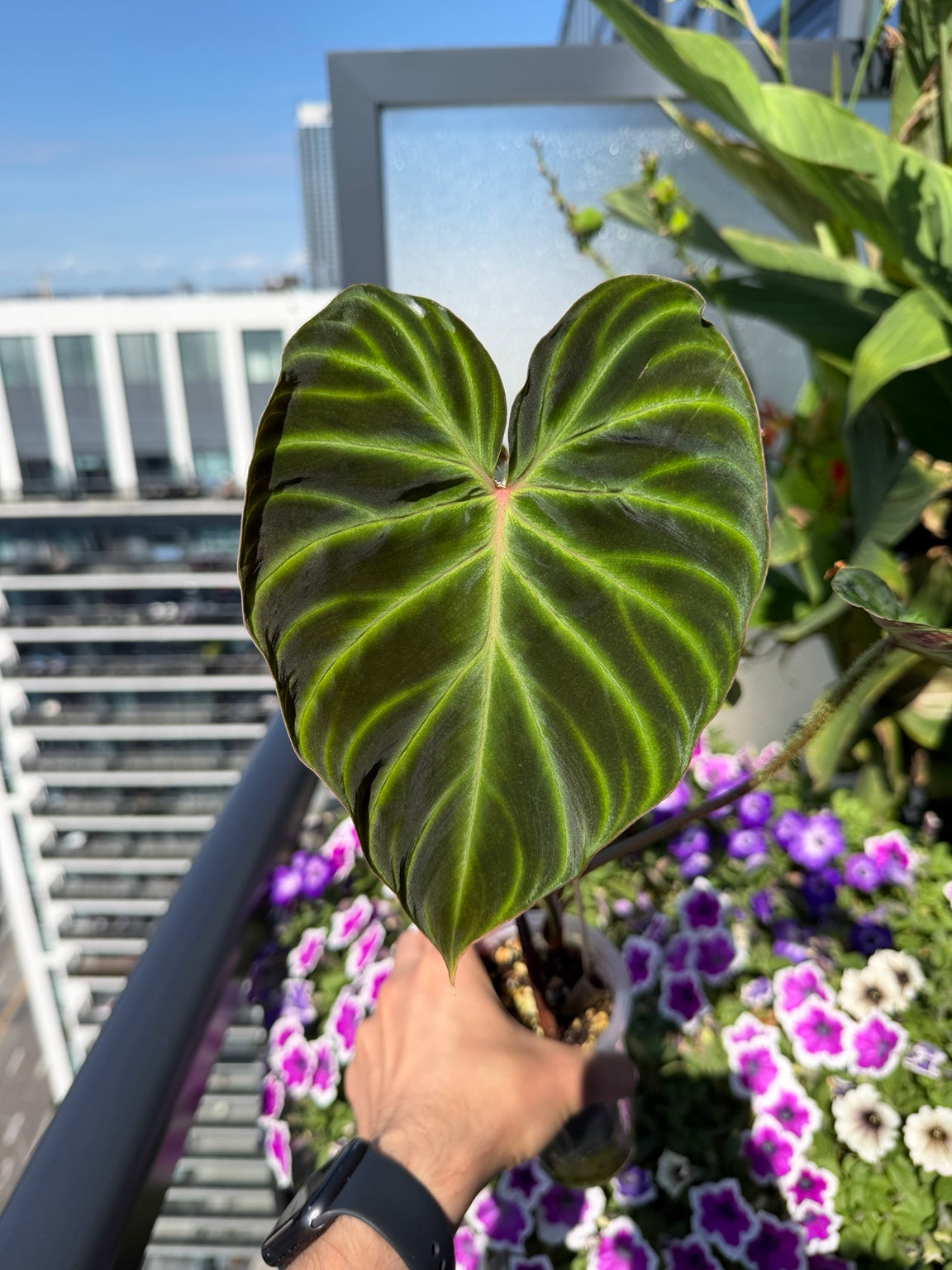 Philodendron verrucosum mature velvety heart-shaped leaf