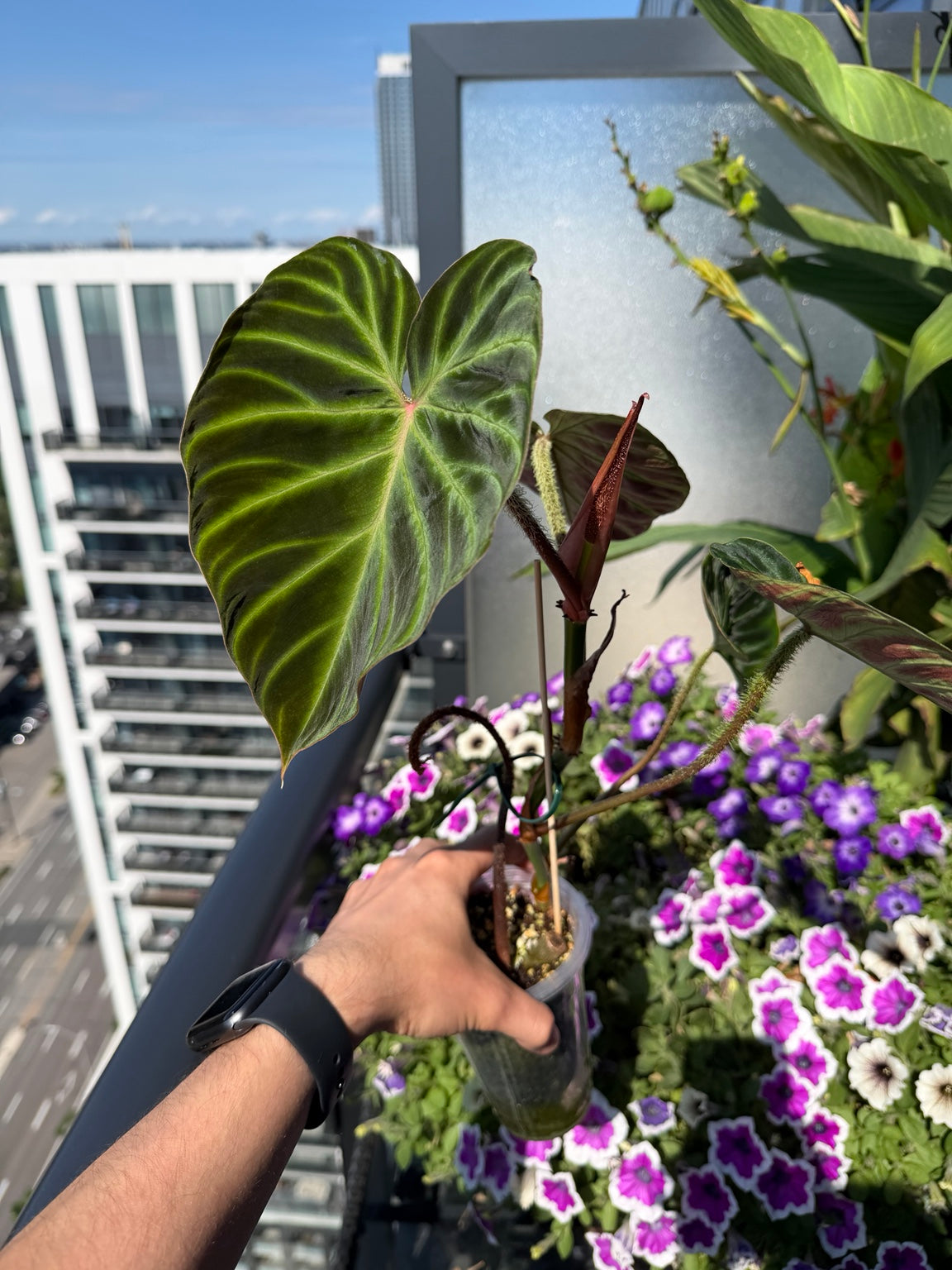 Philodendron verrucosum whole plant with new growth and velvety leaves