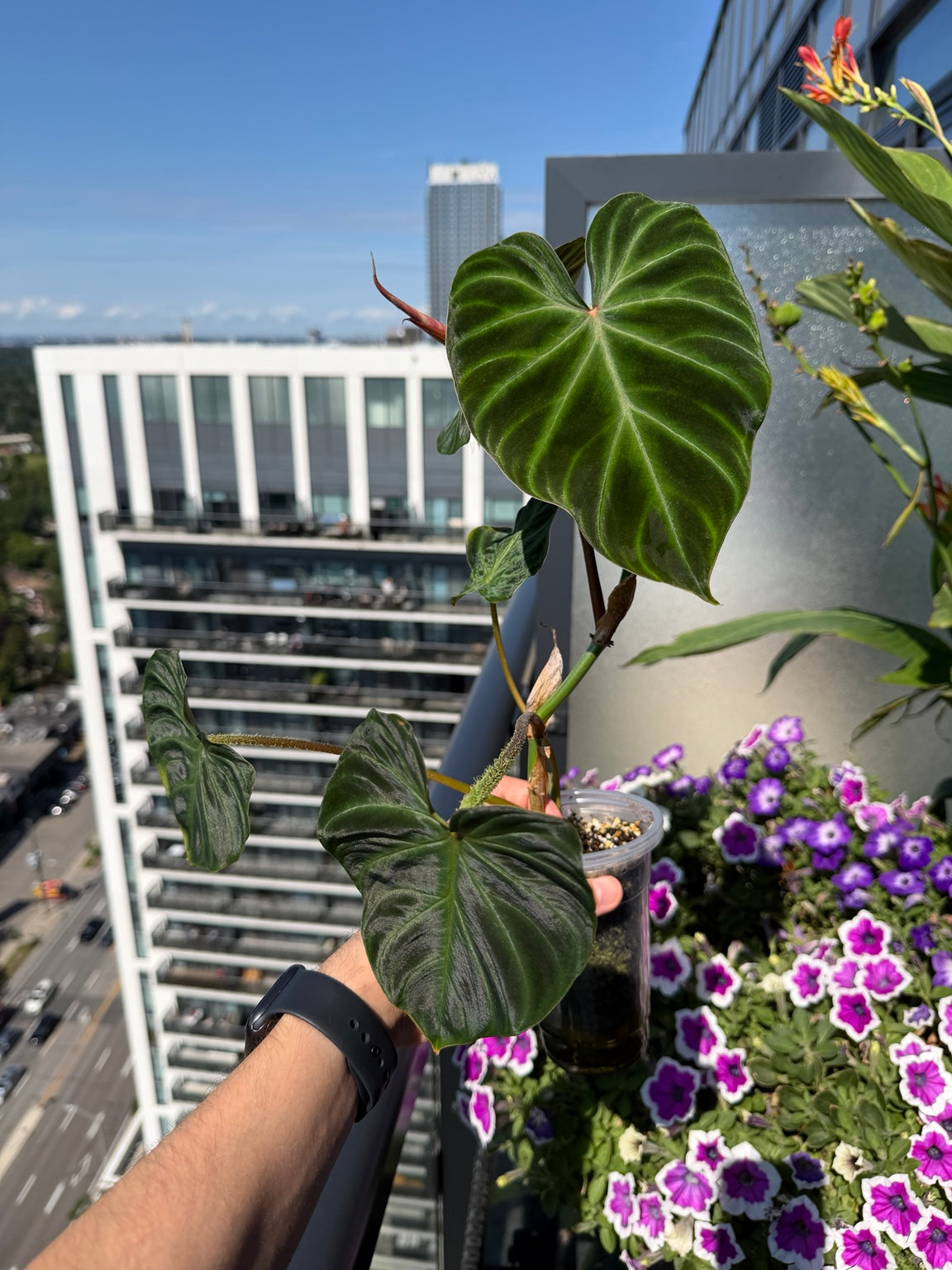 Philodendron verrucosum climbing plant showing multiple leaves