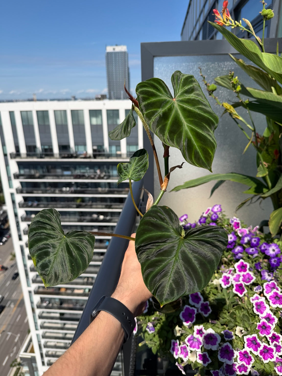 Philodendron verrucosum full plant with several mature velvety leaves