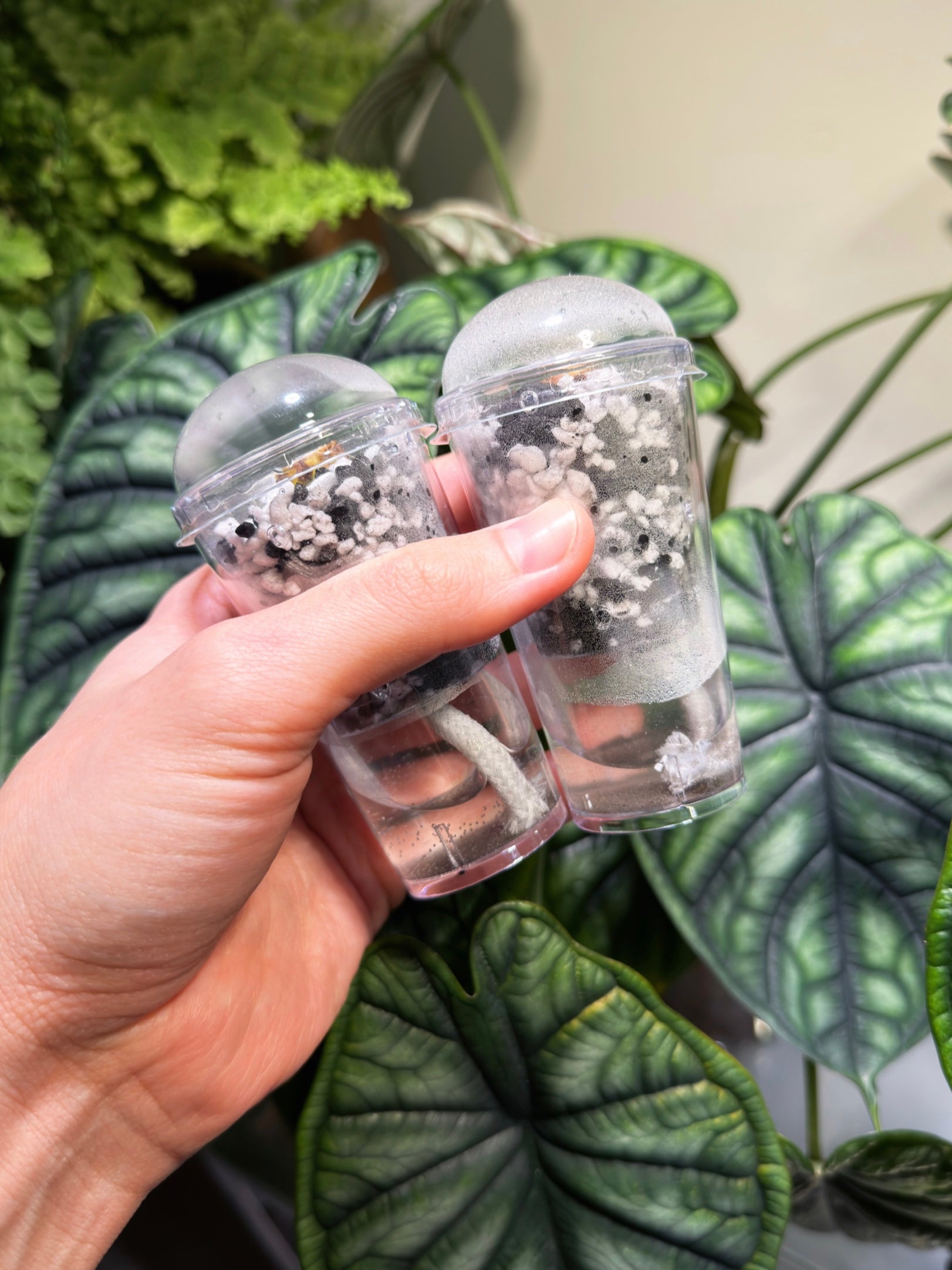 Hand holding self-watering propagation pots with humidity domes attached. Shows the high-humidity setup required for sprouting Alocasia corms and seeds