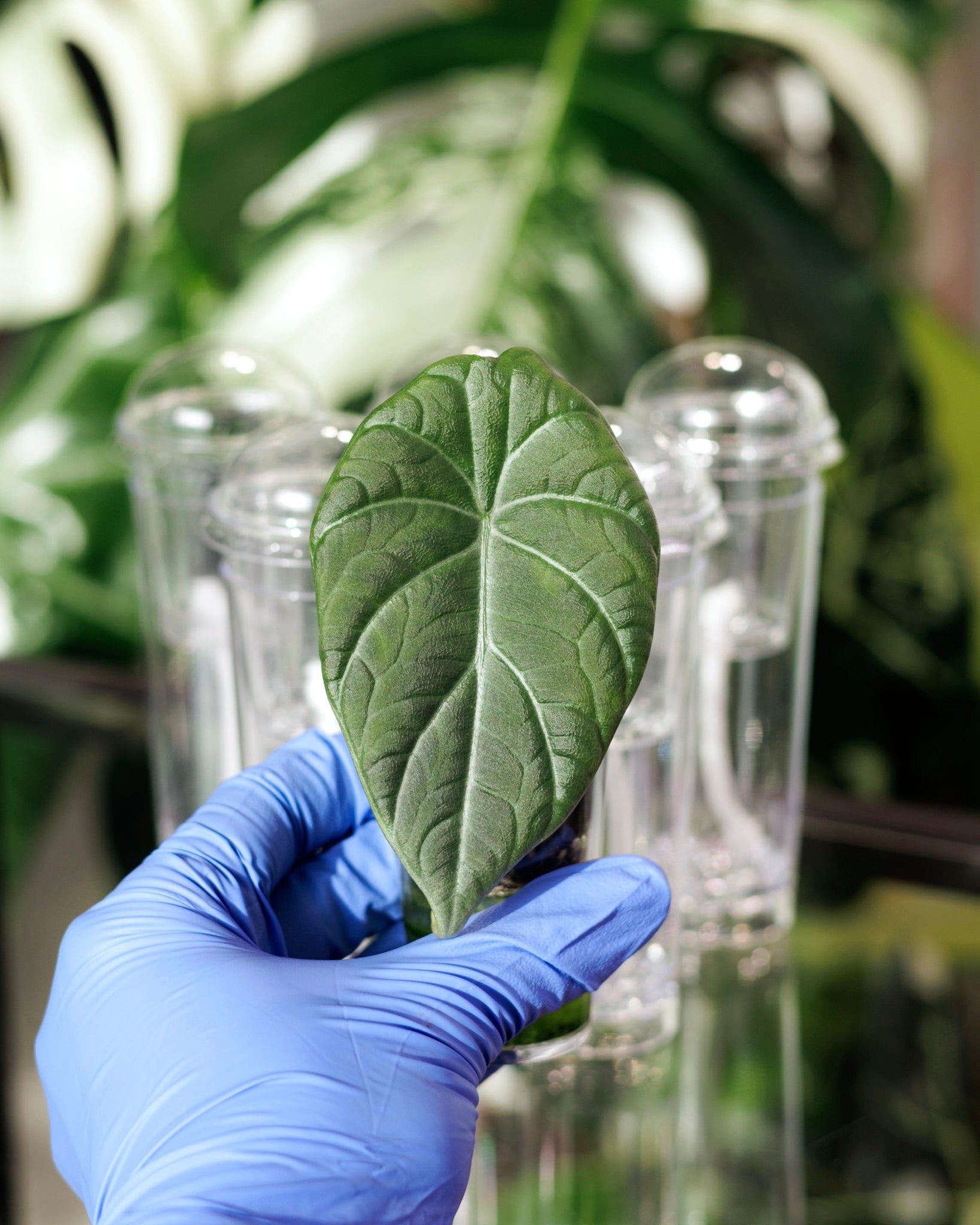 Healthy Alocasia leaf held in front of Pro self-watering propagation cups to demonstrate successful growth